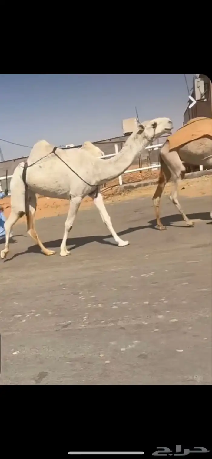 ضريبه رباع كفو وبكار لقايا 0