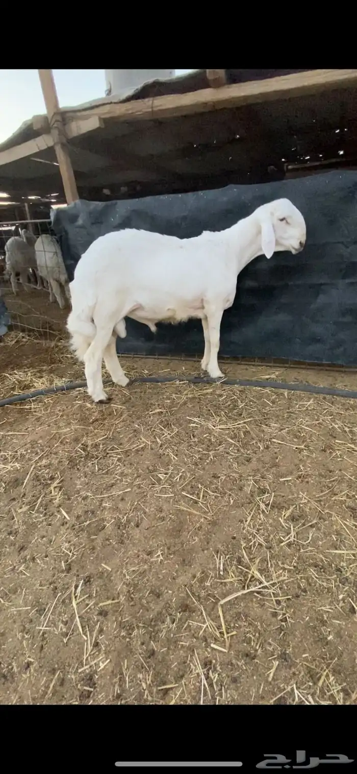 طلي حري خصم راس كارثه ومستقبل فحل .. 0