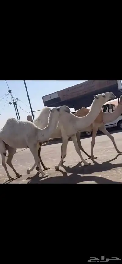 ضريبه رباع كفو وبكار لقايا index