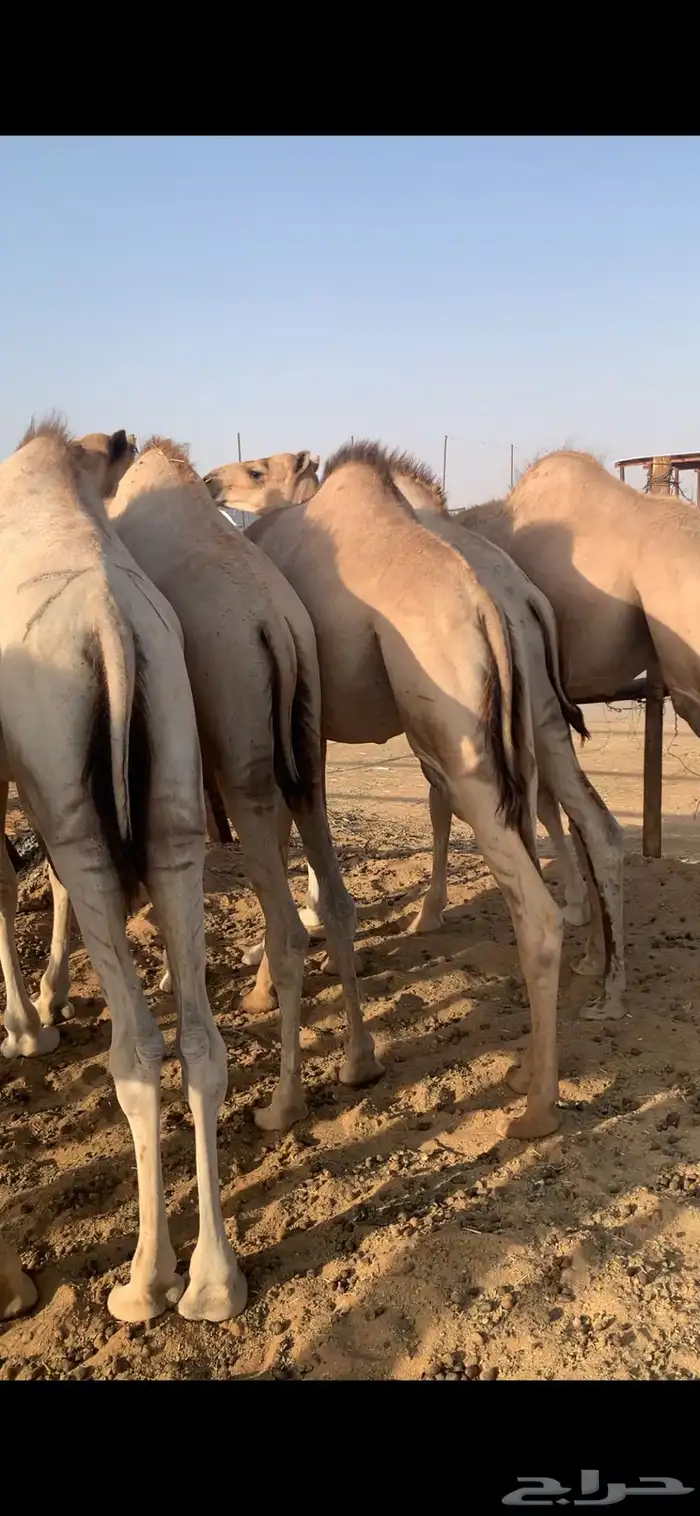 قعدان تربيه 5 شهور 2