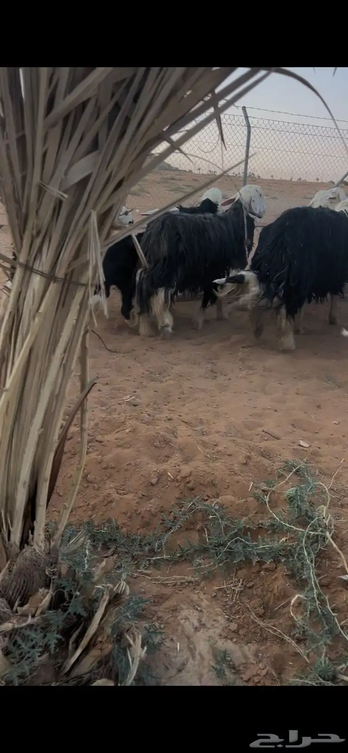 للبيع غنم نجد العدد 44 10