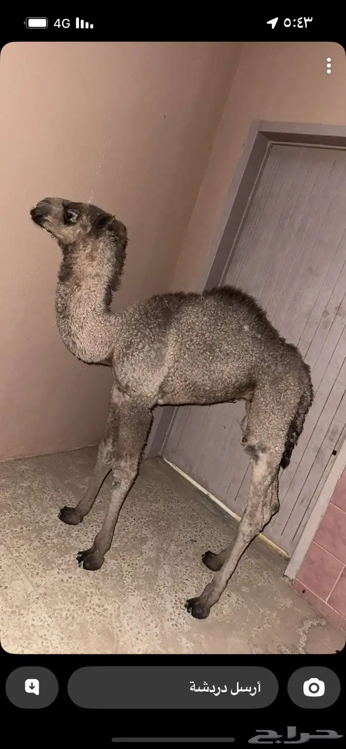 حوار للبيع 1