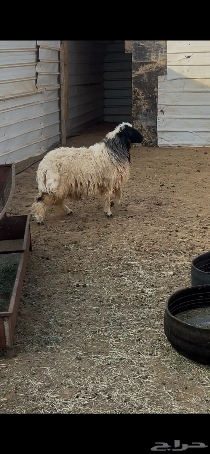 طلي نعيمي للبيع ظهر وطرف 0