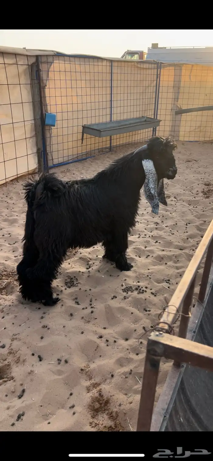 تيس عارضي فاخر 0