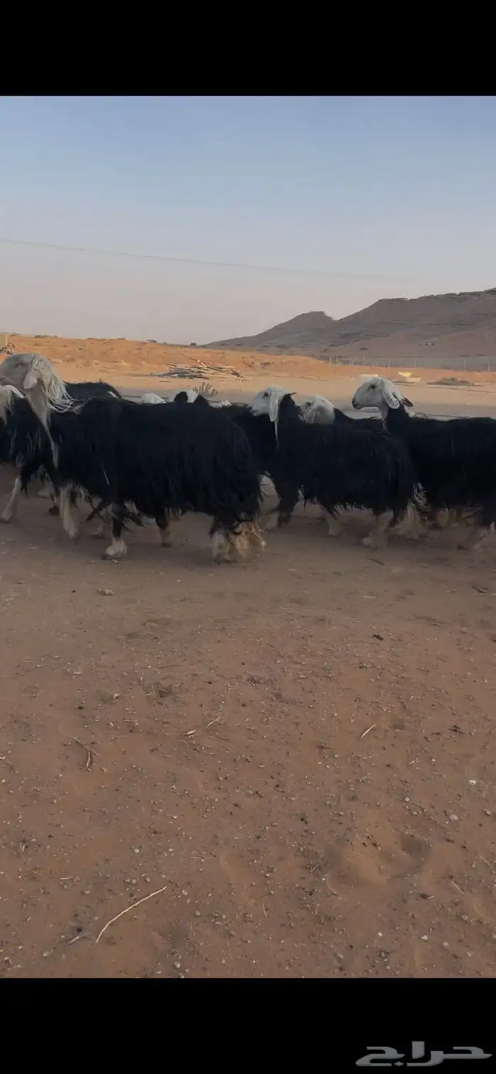 للبيع غنم نجد العدد 44 13