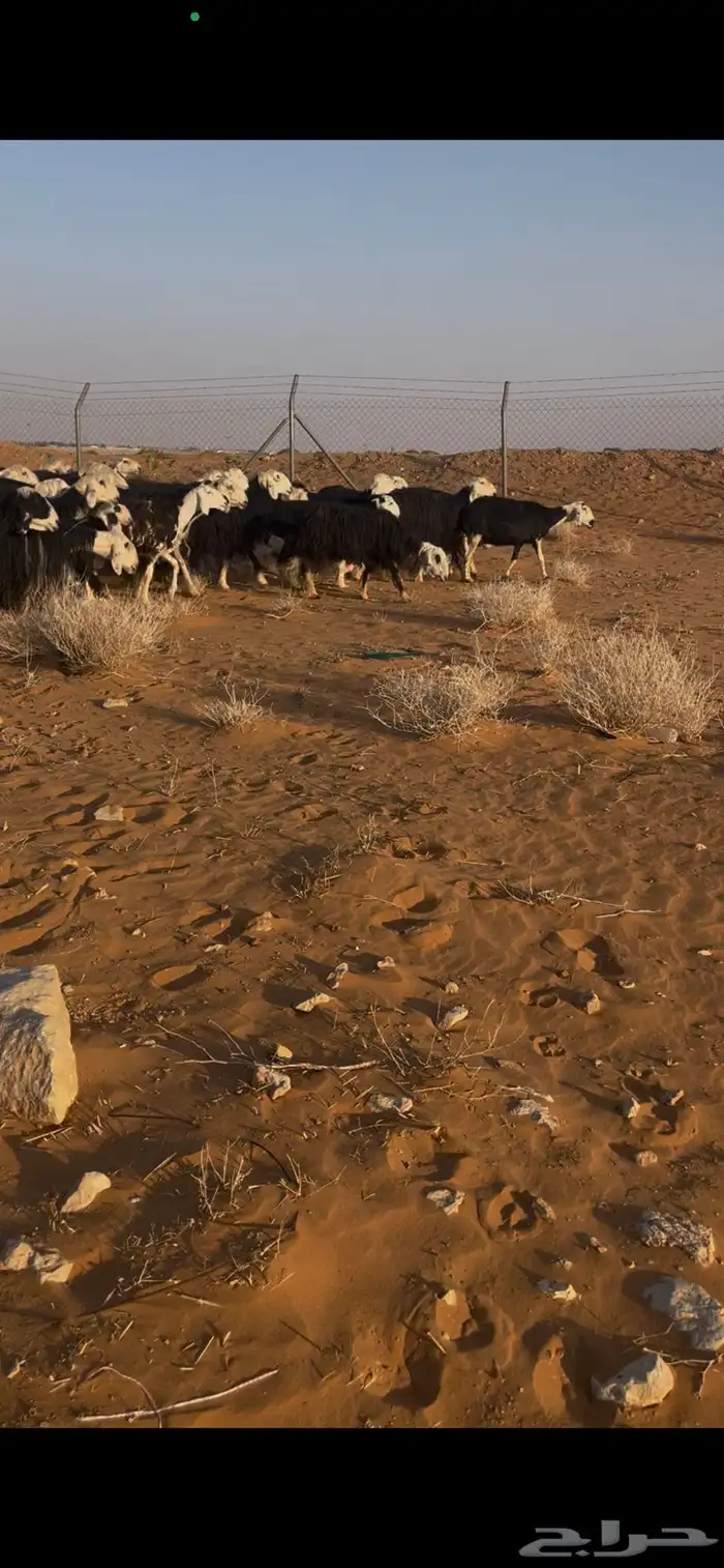 للبيع غنم نجد العدد 44 1