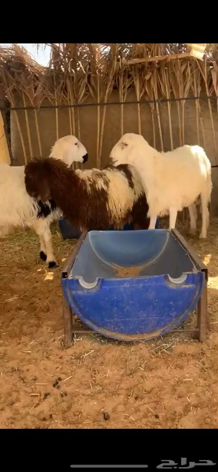 للبيع خروفين ورخل نعيميه 1