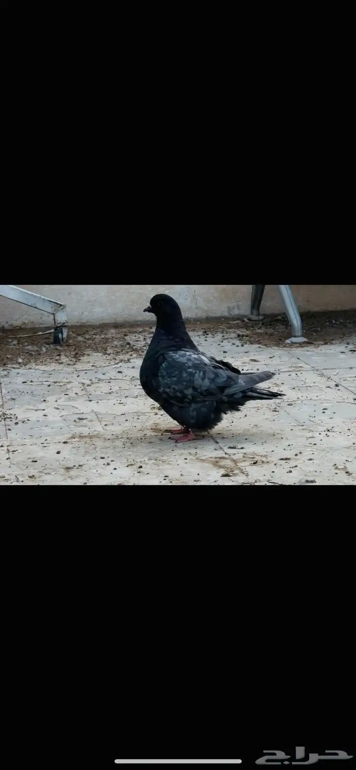 انثى فرش اندونيشن 6