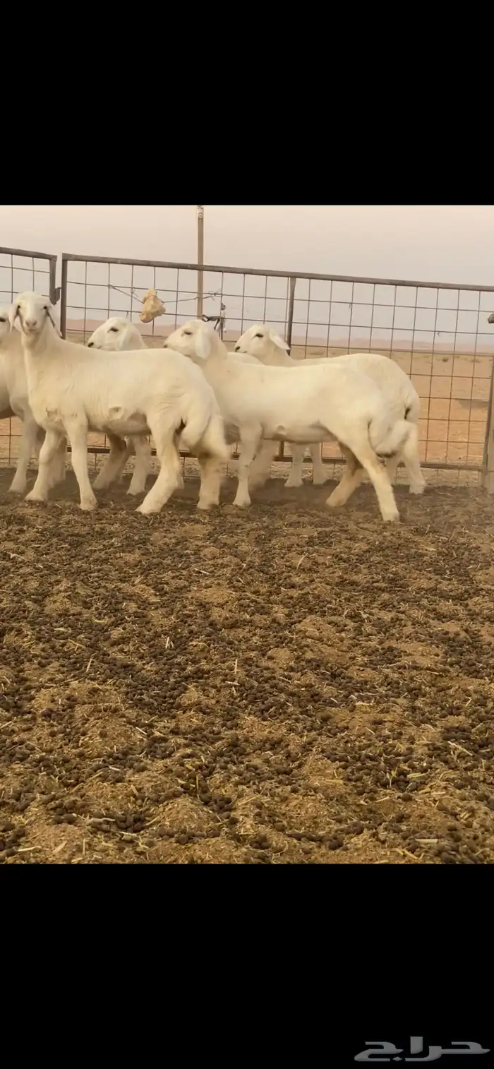 رخال حريات 0