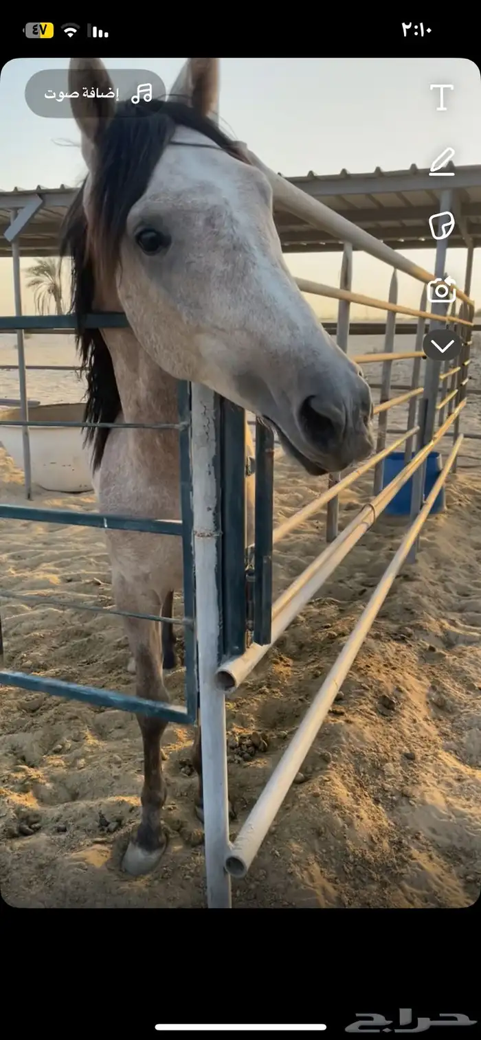 حصان جزيري 6