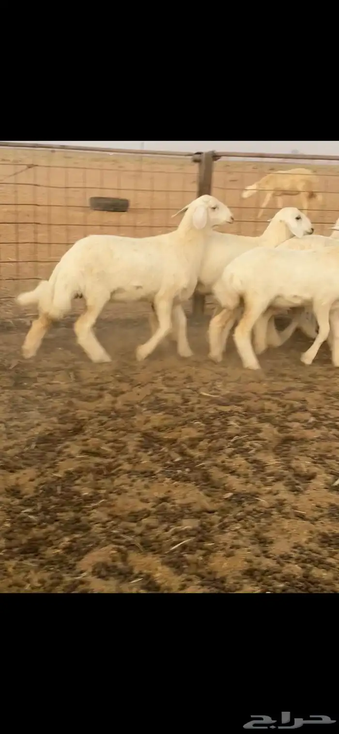 رخال حريات 1