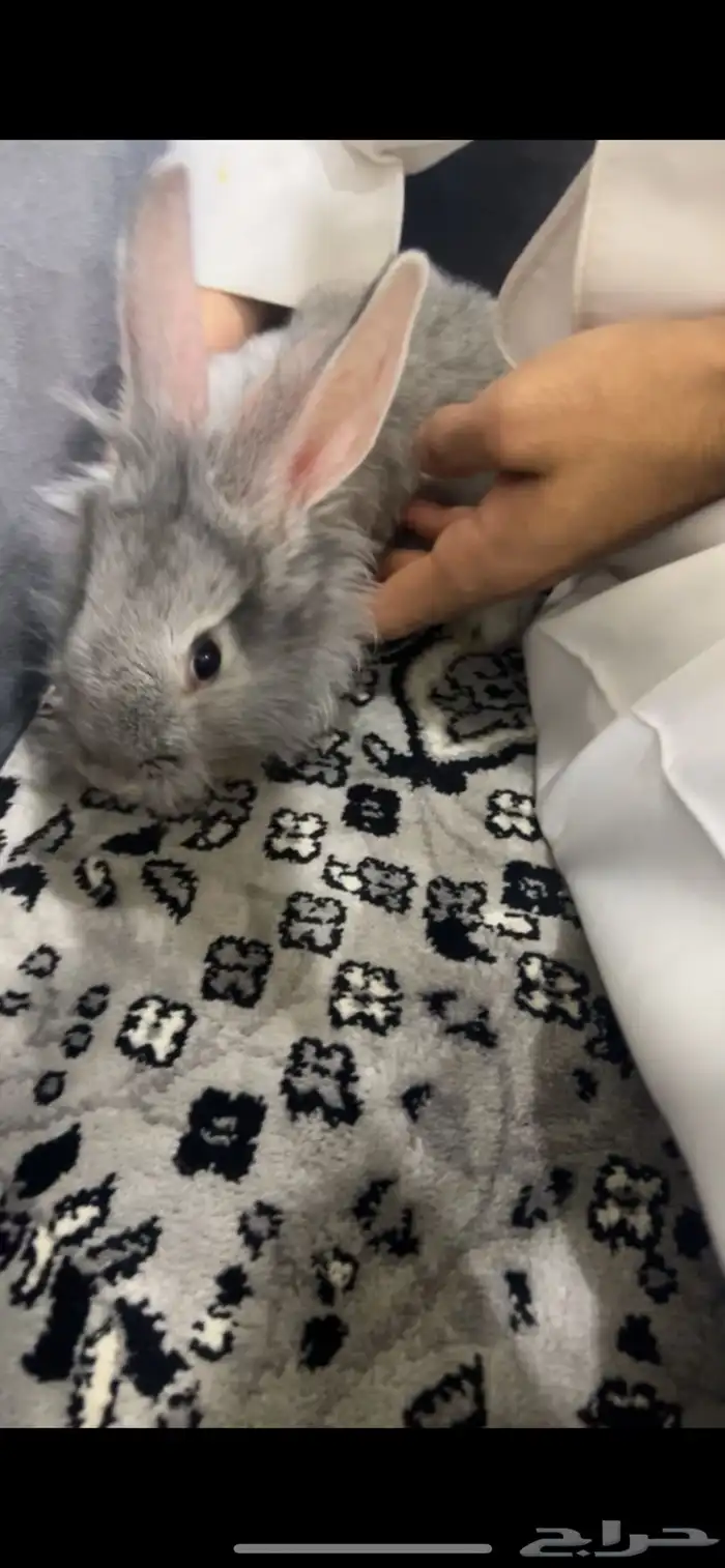 ارنب للبيع ما نختلف في السعر 2