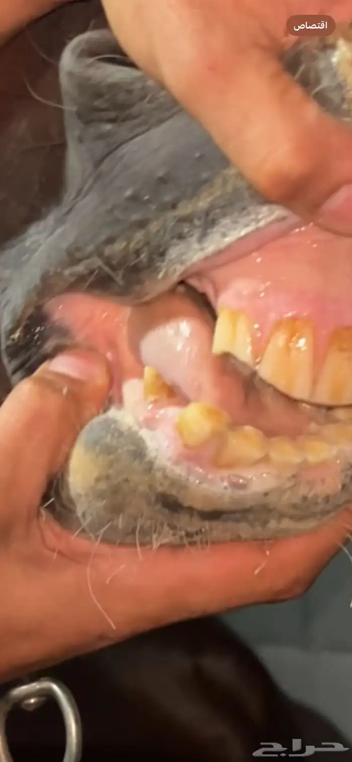 حصان وهو والبيع شعبي 1