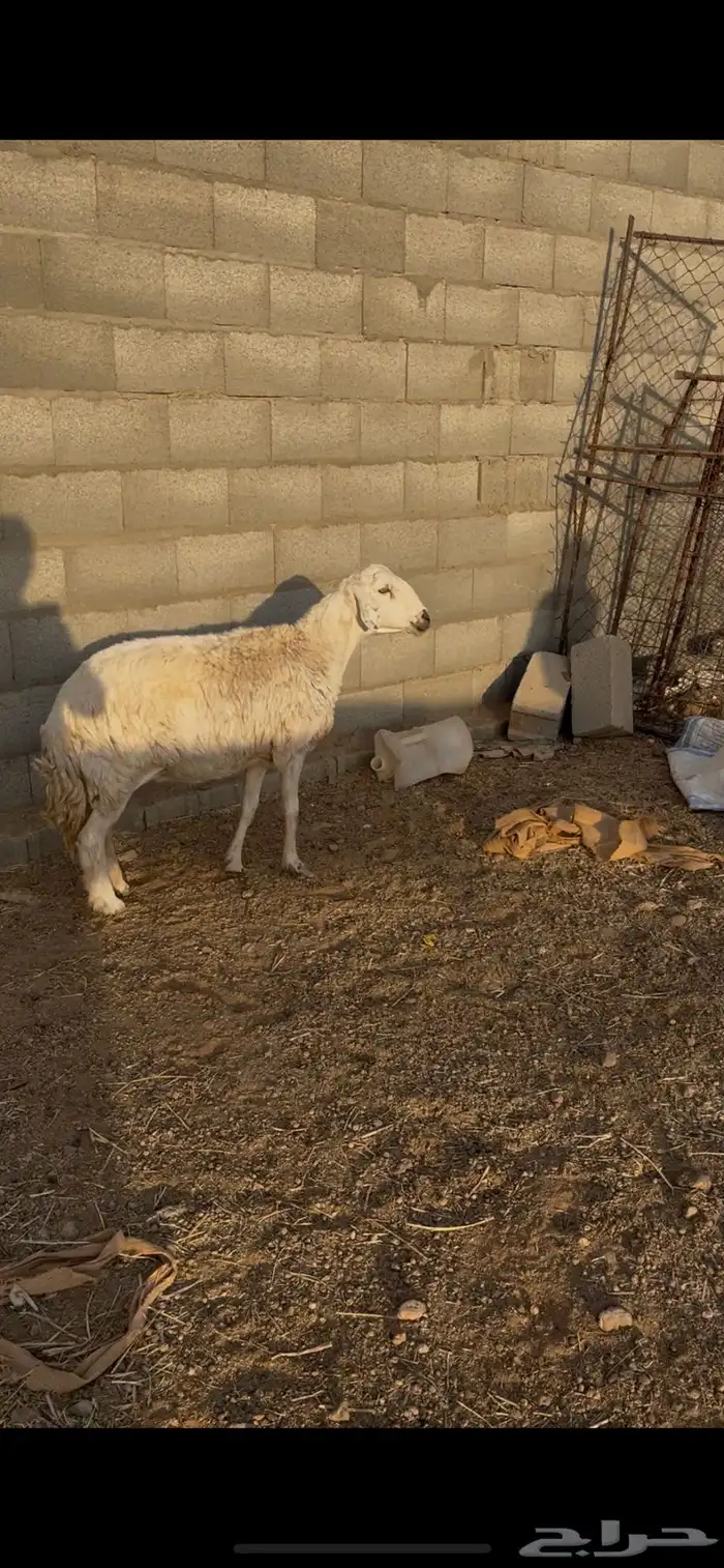 عرض حريه فل شحم وحايل شرط سنها تامه 1