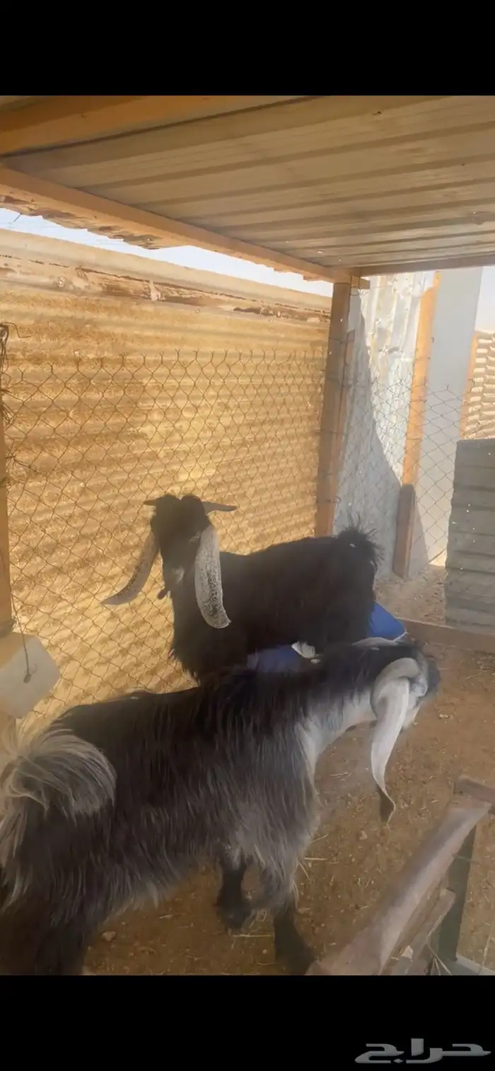 تيوس جذعان أعمار 9 شهور تمم البيع خارج الموقع 2