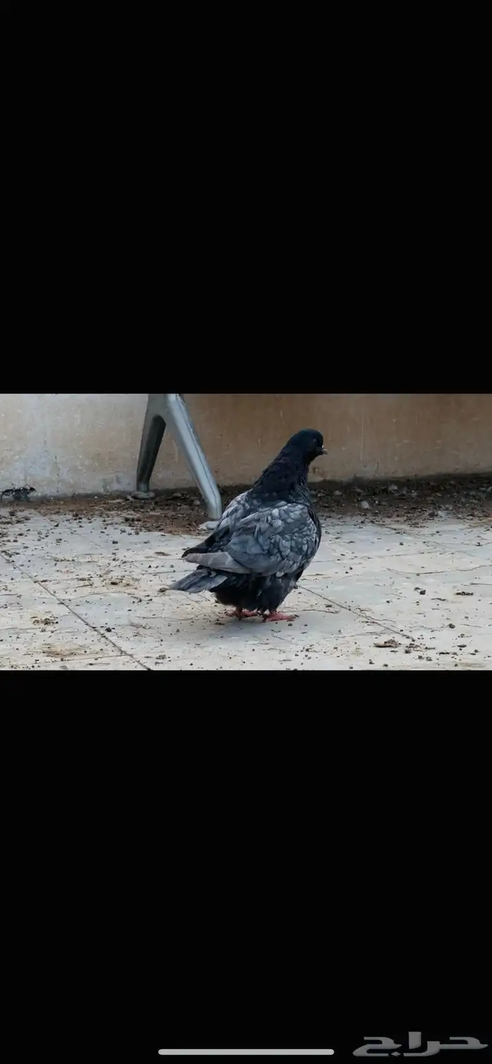 انثى فرش اندونيشن 2