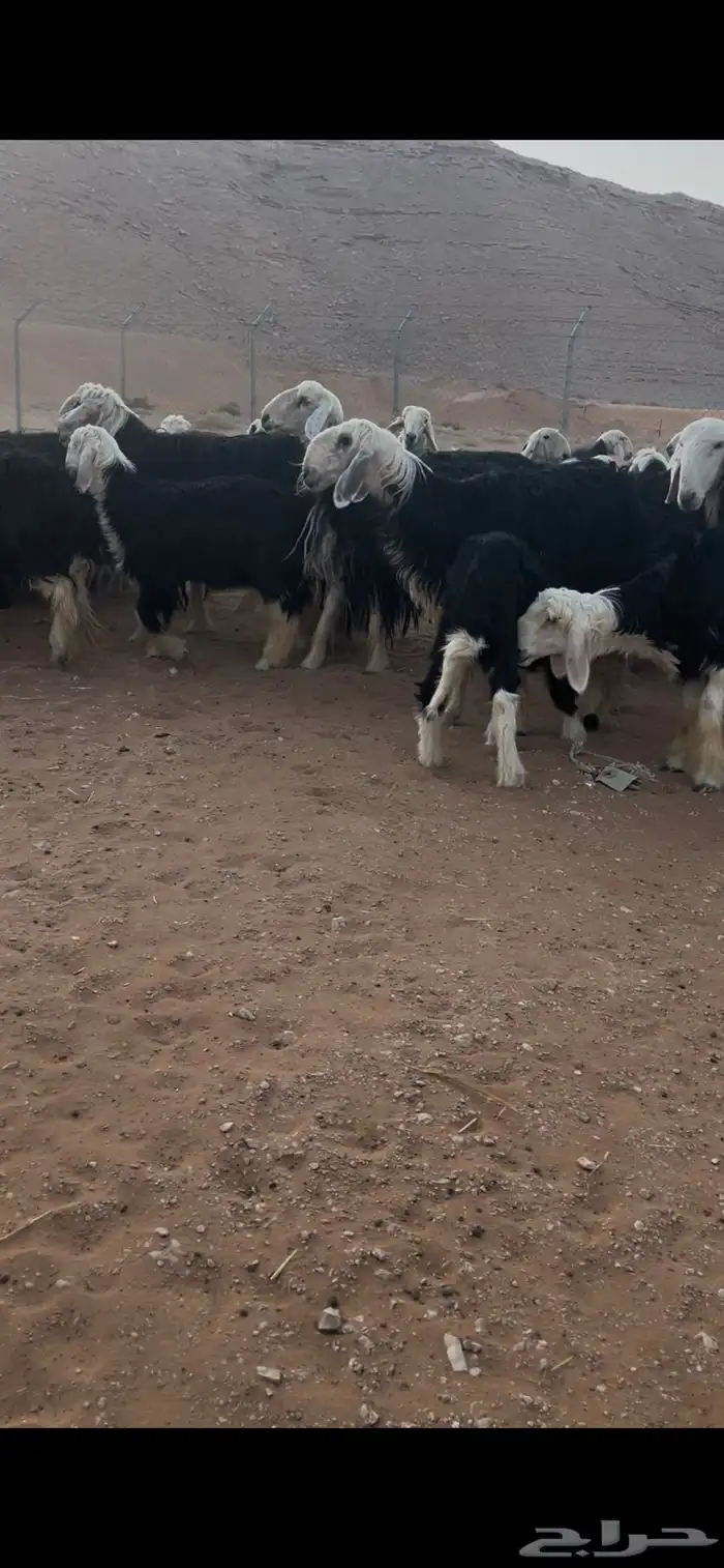 للبيع غنم نجد العدد 44 12