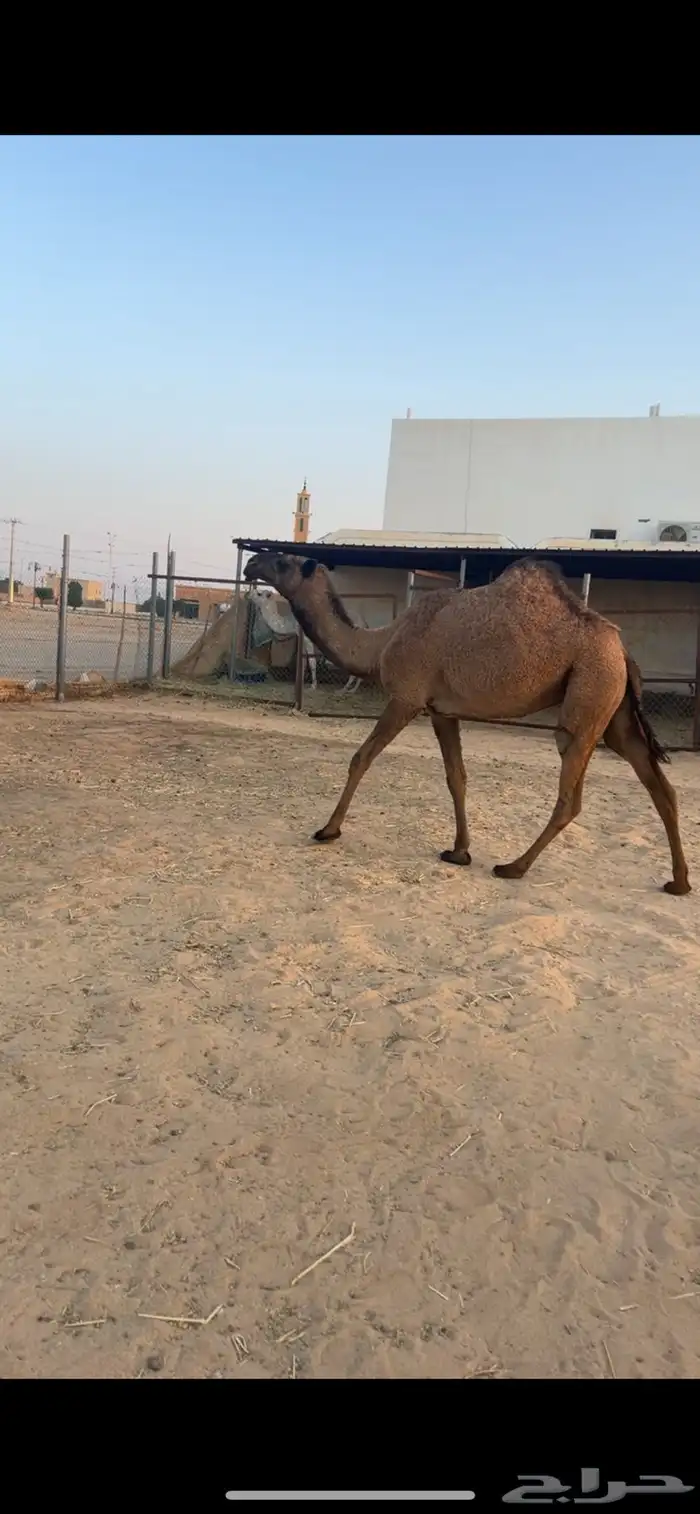 صفراء حقه كفوو 0