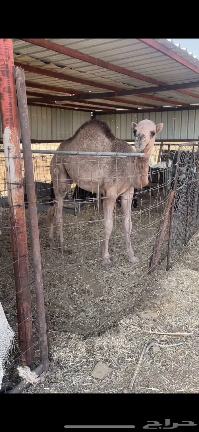 قعود طيب ومغلق 2