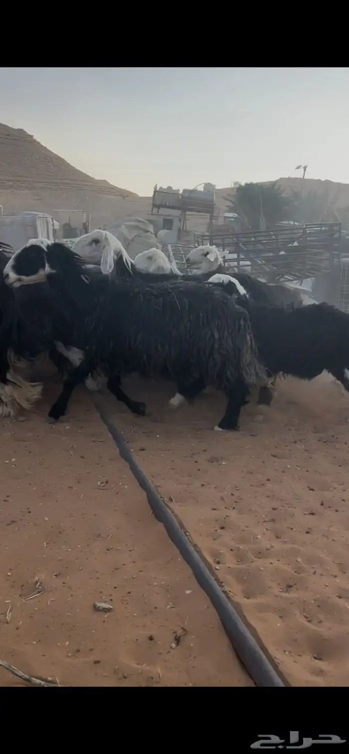 للبيع غنم نجد العدد 44 17