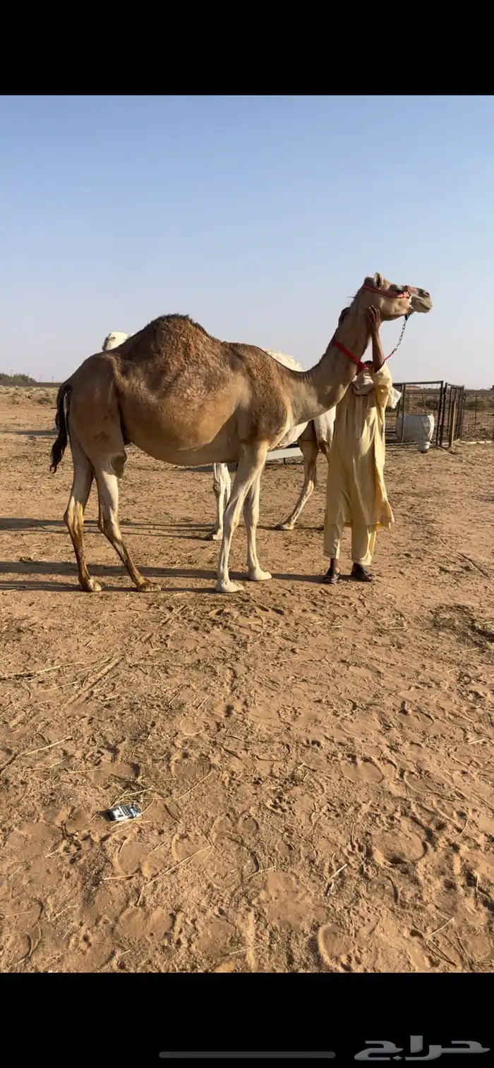 حمرا رحول ابل (( ملاقي قربب )) 0