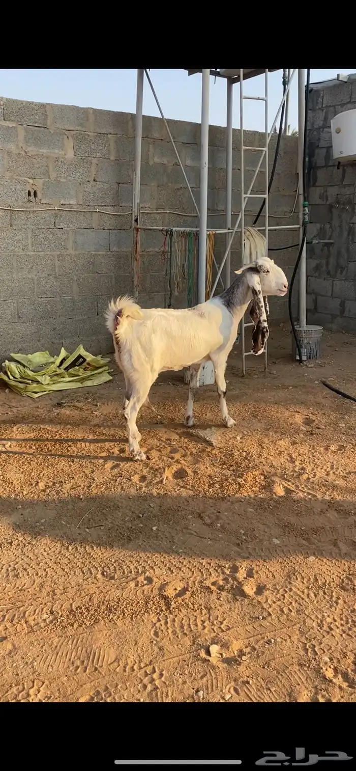 مشروكة جرم طيب حليب 1