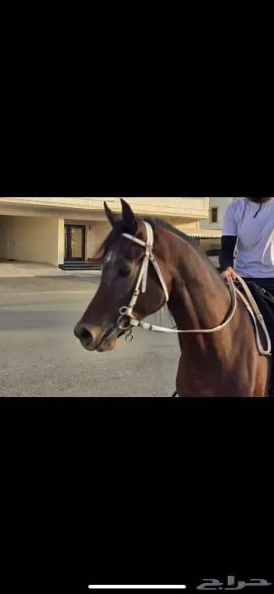 حصان واهو حفيد الشقب index