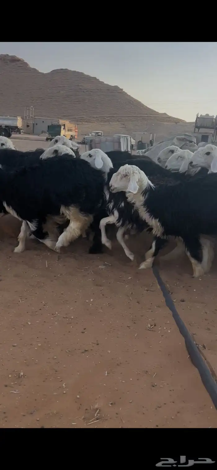 للبيع غنم نجد العدد 44 16