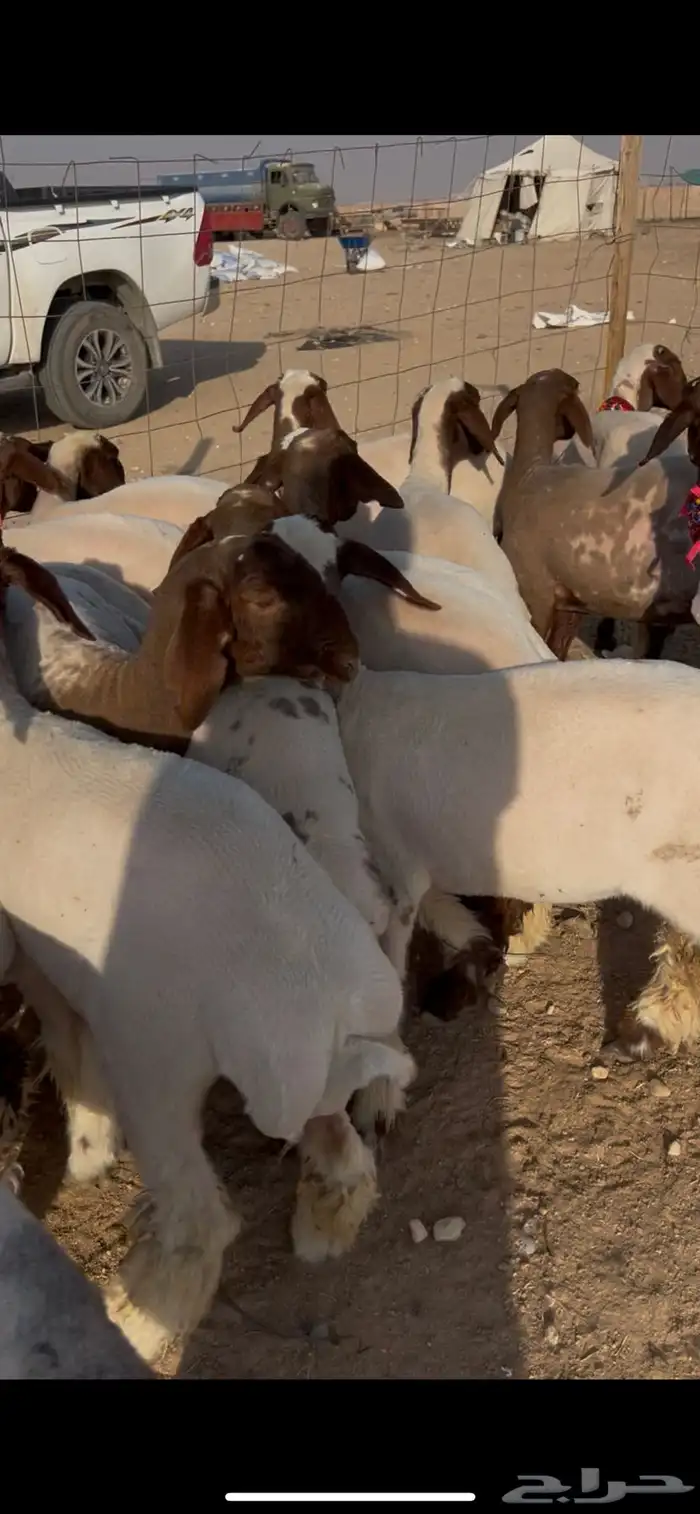 جذعات نعيم مضاريع ومقرعه العدد 19 راس 1