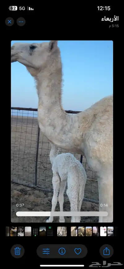 خلفه للبيع حضرة قعود index