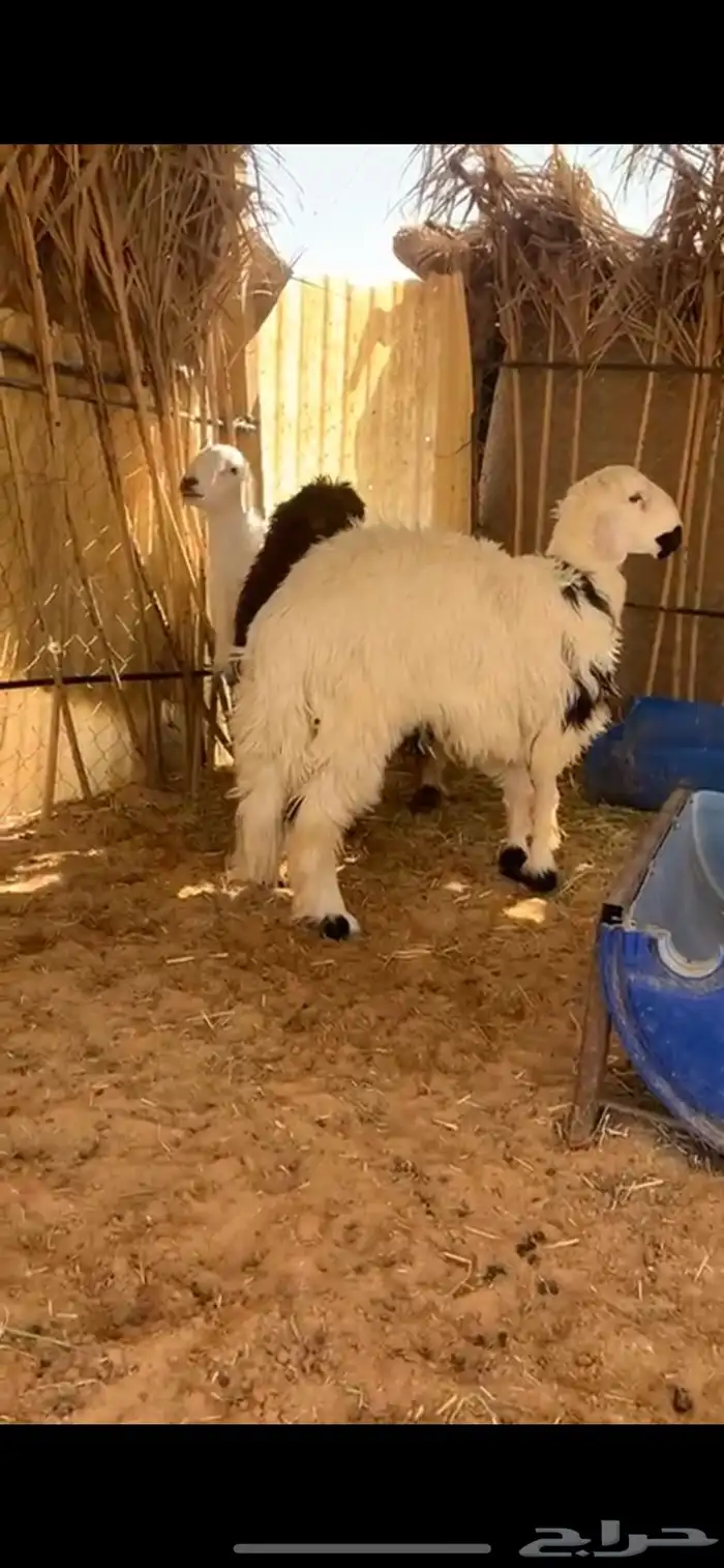 للبيع خروفين ورخل نعيميه 0