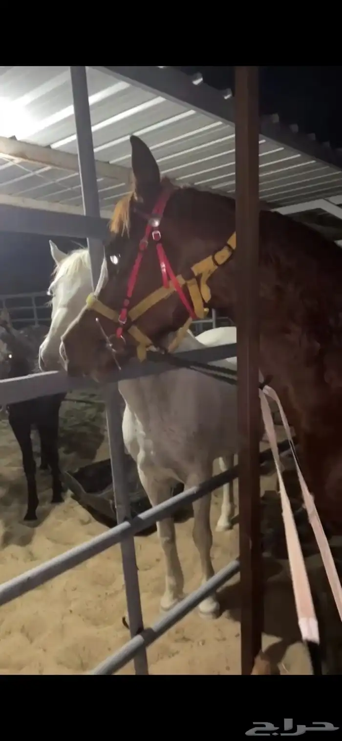 حصان مصري شعبي 6