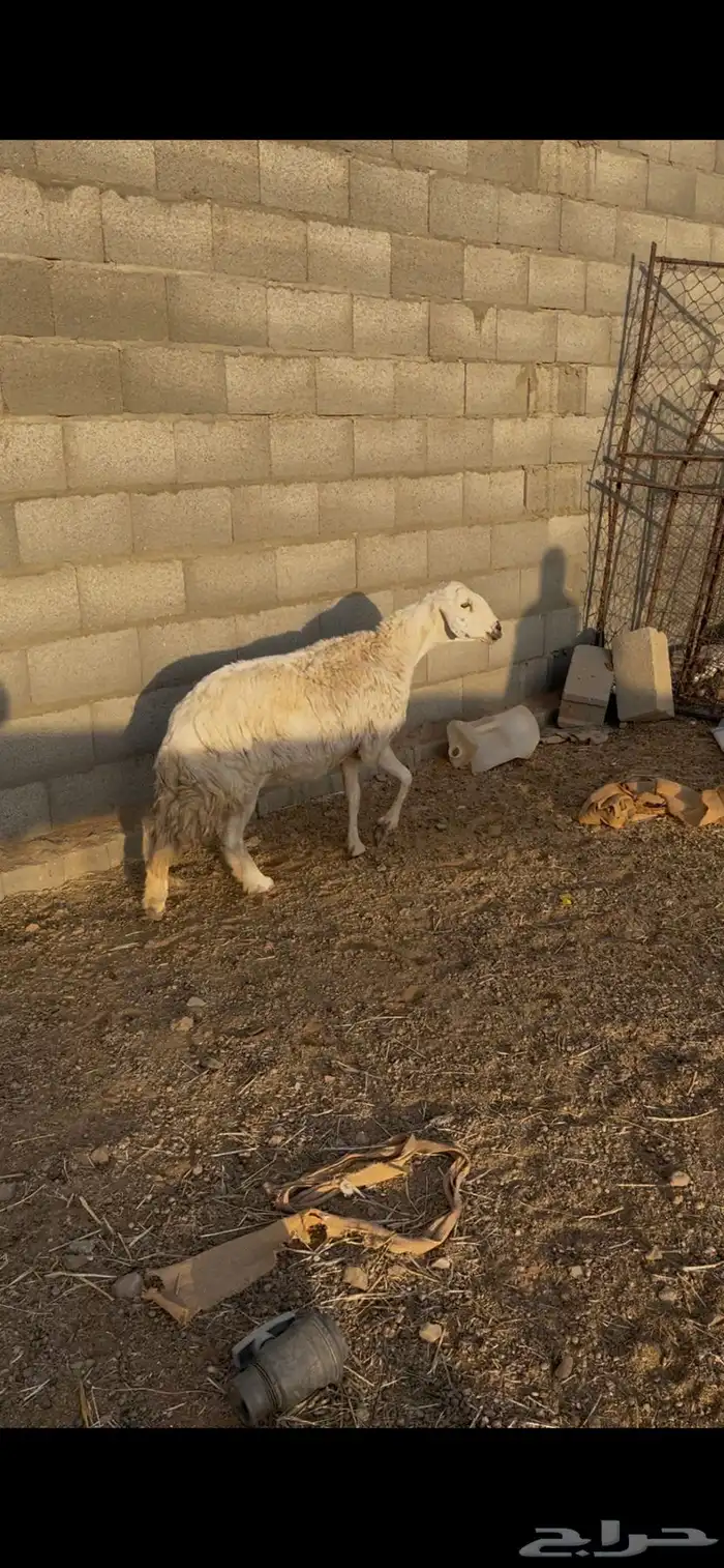 عرض حريه فل شحم وحايل شرط سنها تامه 0