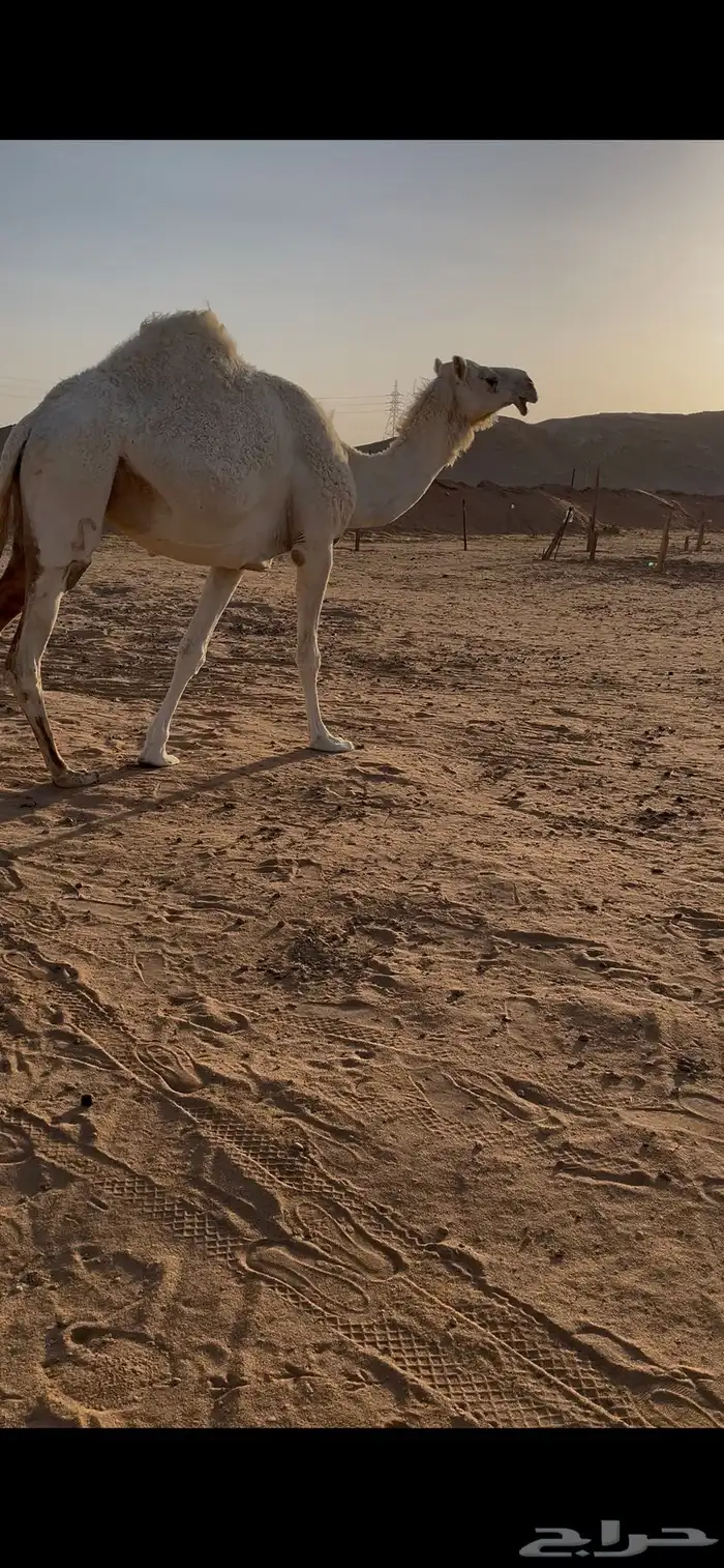 للبيع لقحه كفو سنها ثنيه لها ف لقاح 8 شهور وفوق ف ضرماء 1