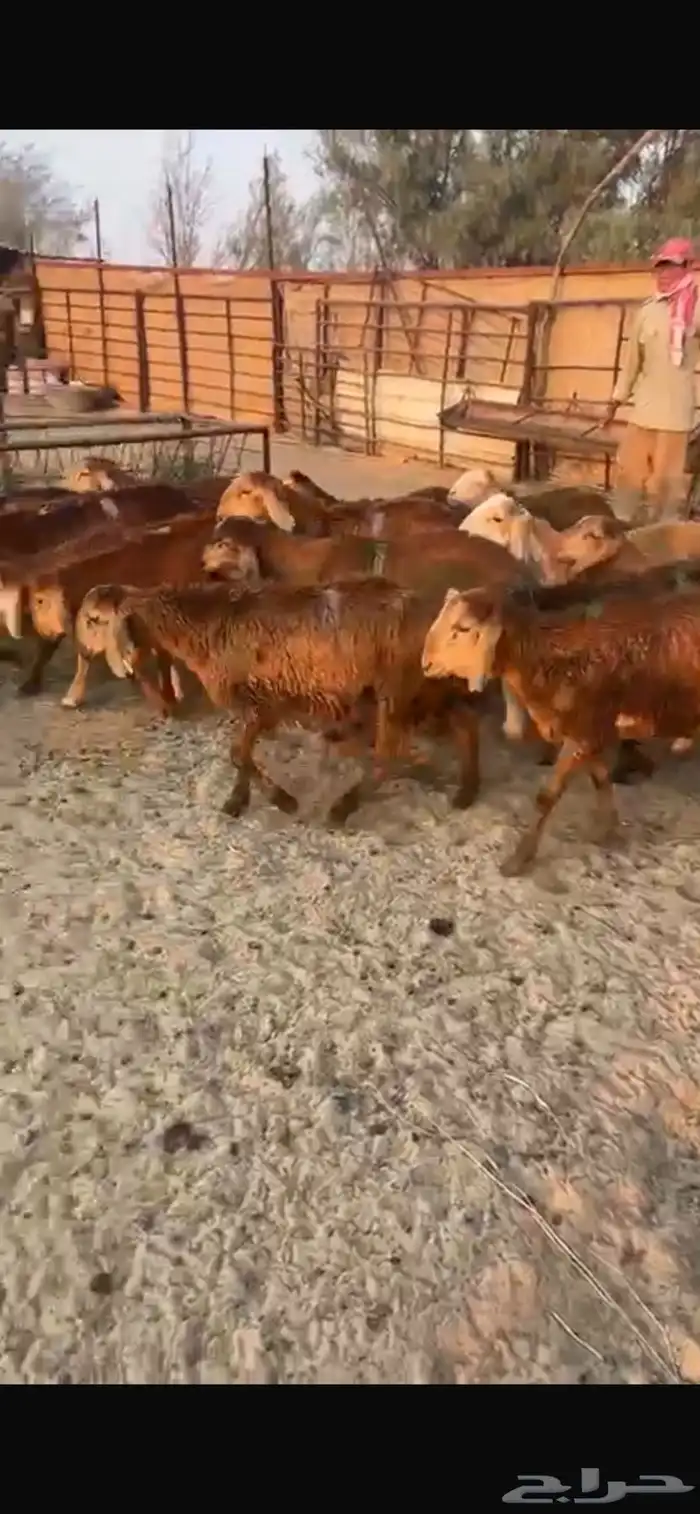 سواكن مرابي 2