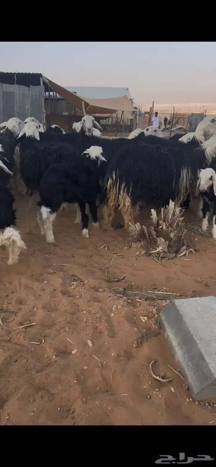 للبيع غنم نجد العدد 44 6