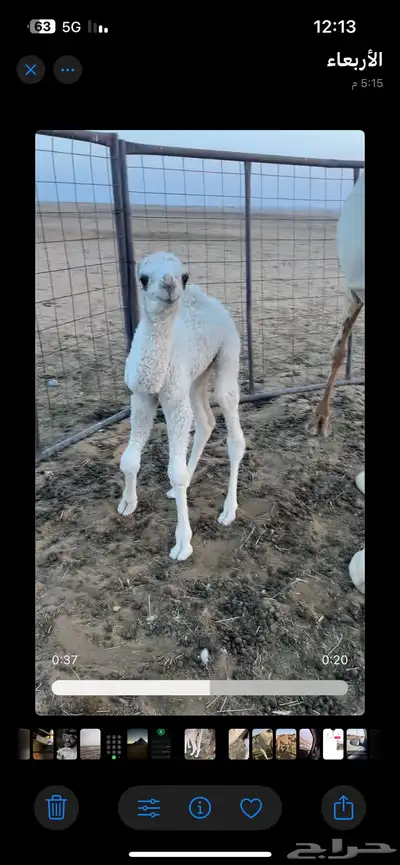 خلفه للبيع حضرة قعود index