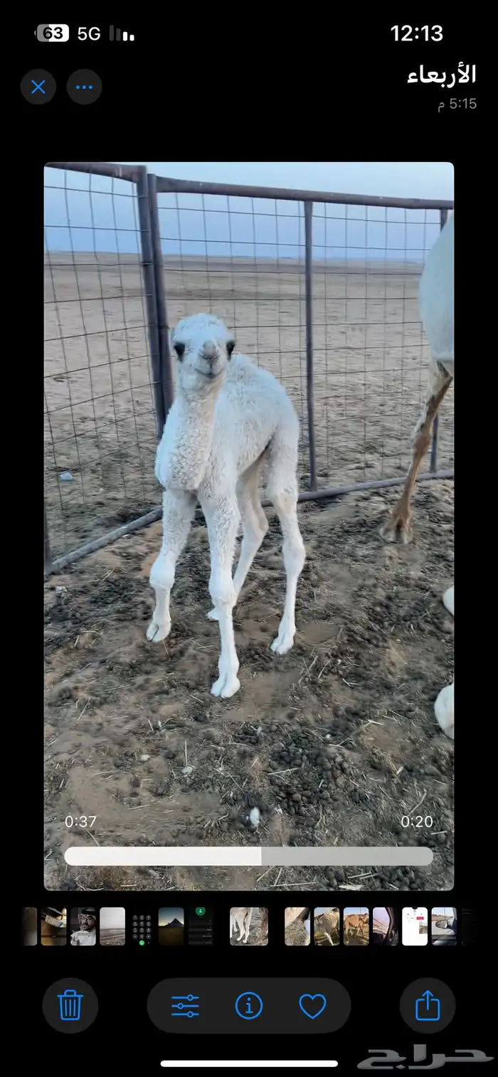 خلفه للبيع حضرة قعود 1