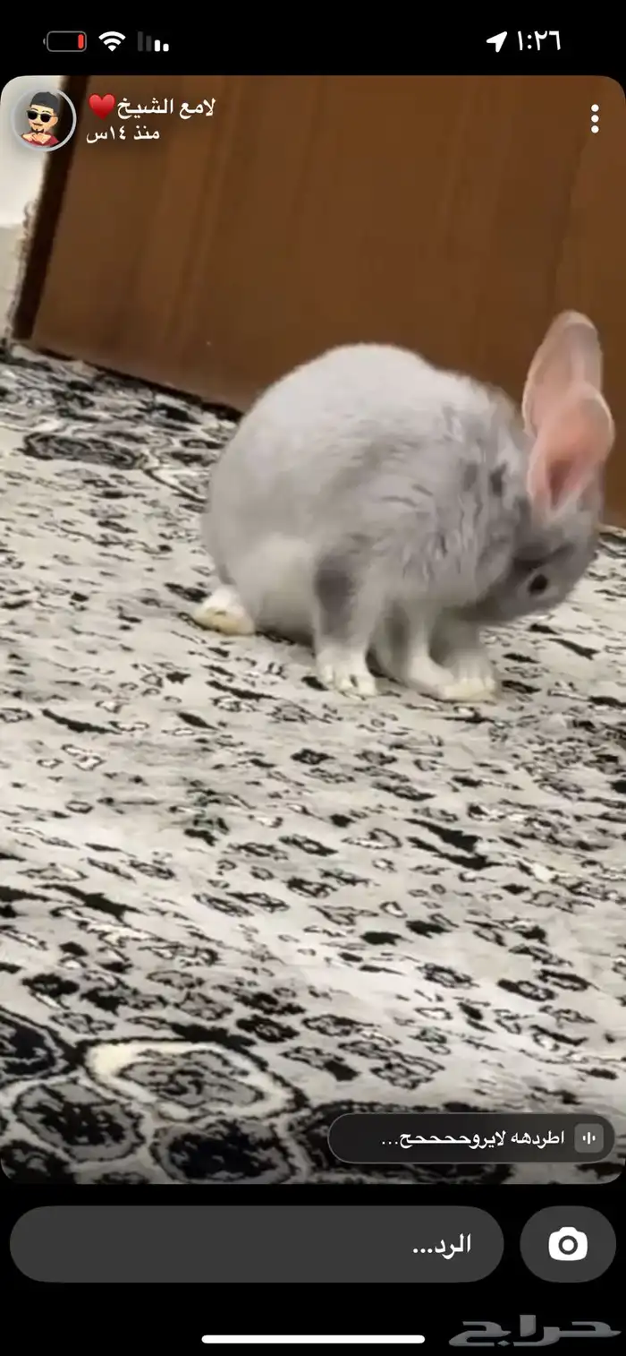 ارنب للبيع ما نختلف في السعر 0