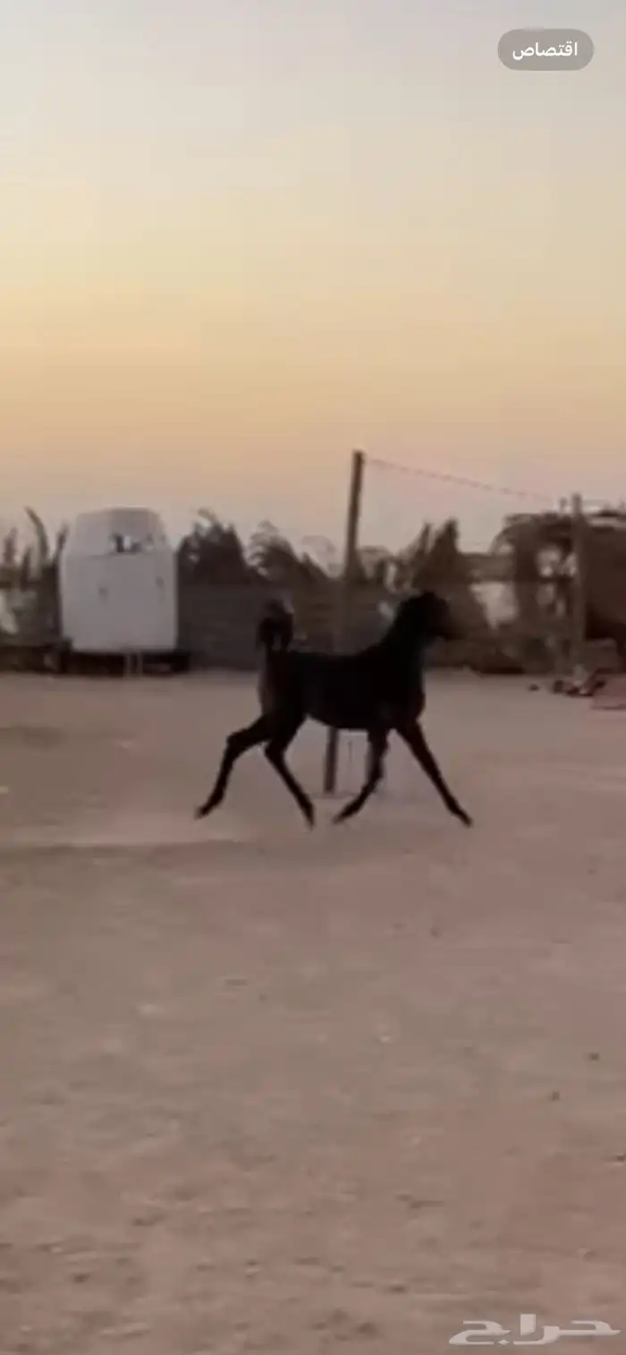 مهره عربيه شعبيه طيبه جدا 1