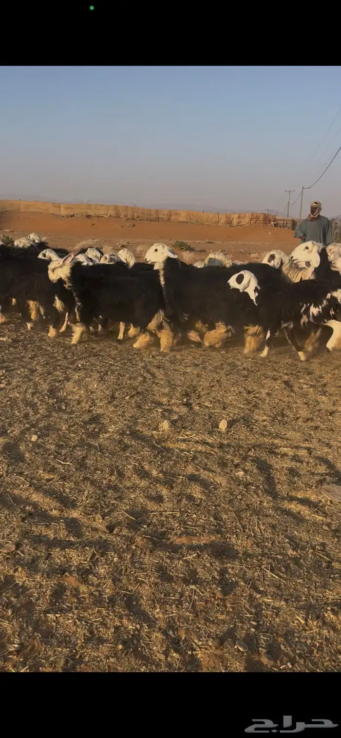 للبيع غنم نجد العدد 44 2