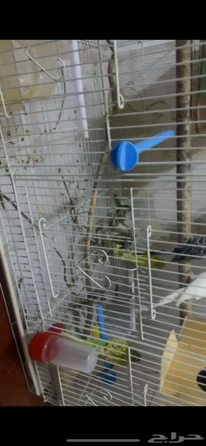 سباب البيع عشان ابغه انقل ومتنقص 0