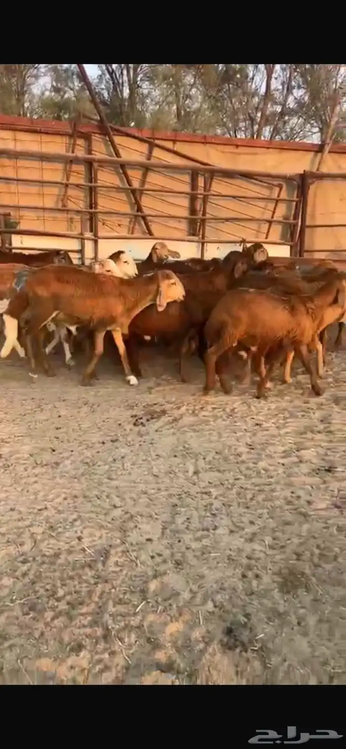 سواكن مرابي 5