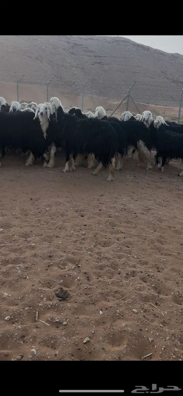 للبيع غنم نجد العدد 44 14