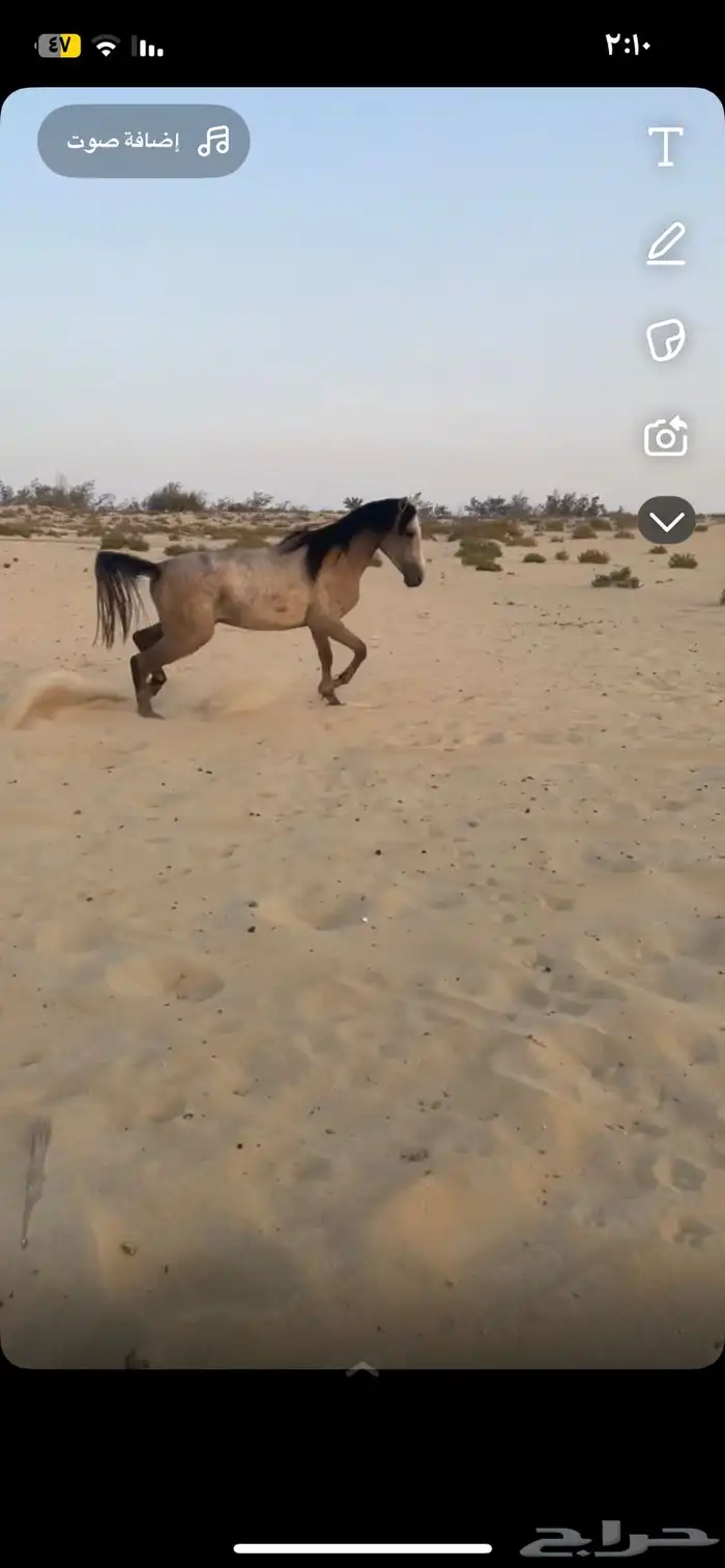 حصان جزيري 7