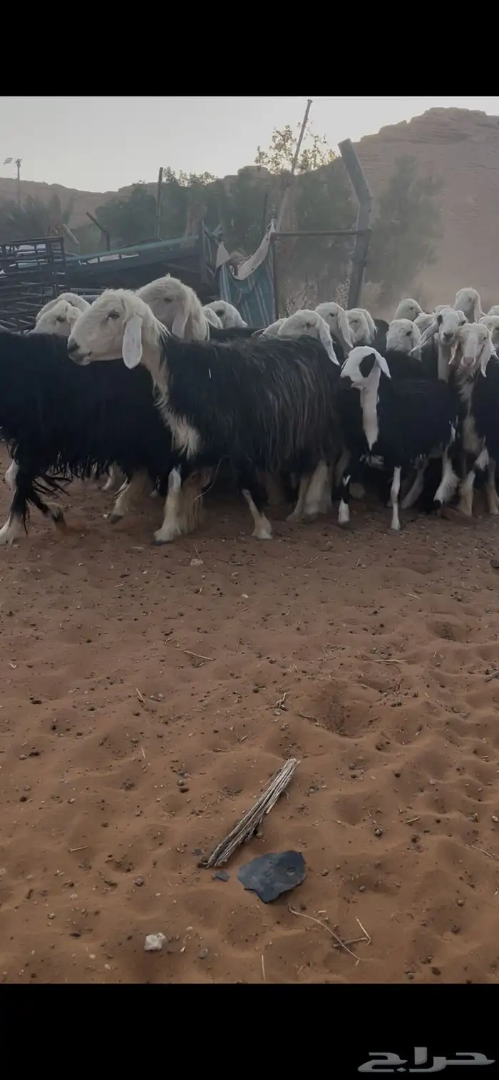 للبيع غنم نجد العدد 44 15