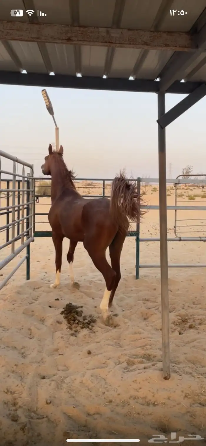 حصان مصري شعبي 0