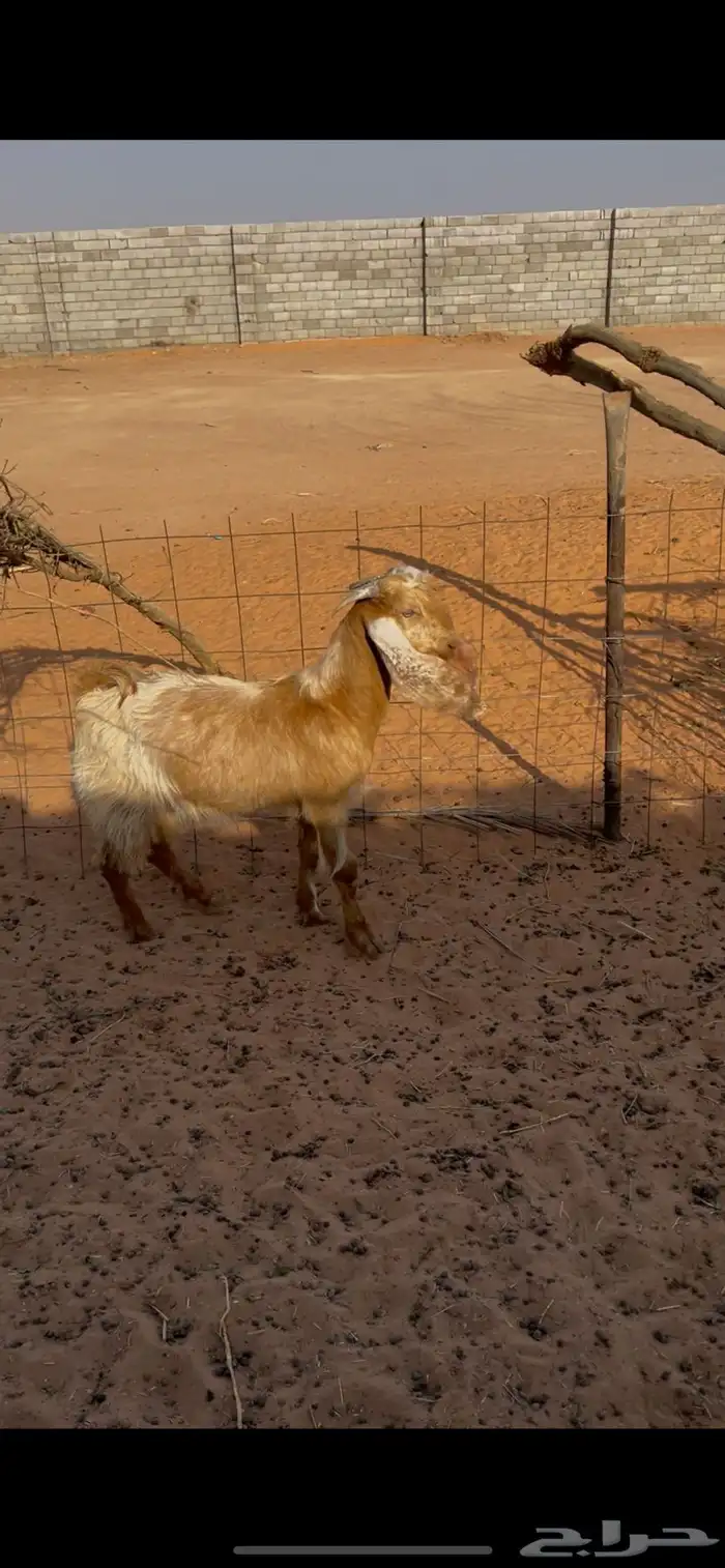 تيس وخروف ورخله اعمارهن فوق خمس شهور طيبات 1