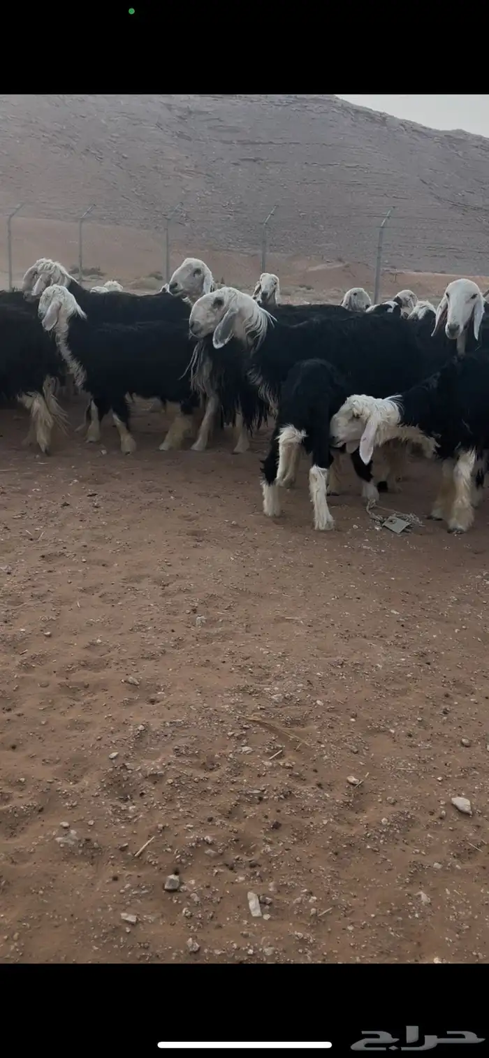 للبيع غنم نجد العدد 44 8
