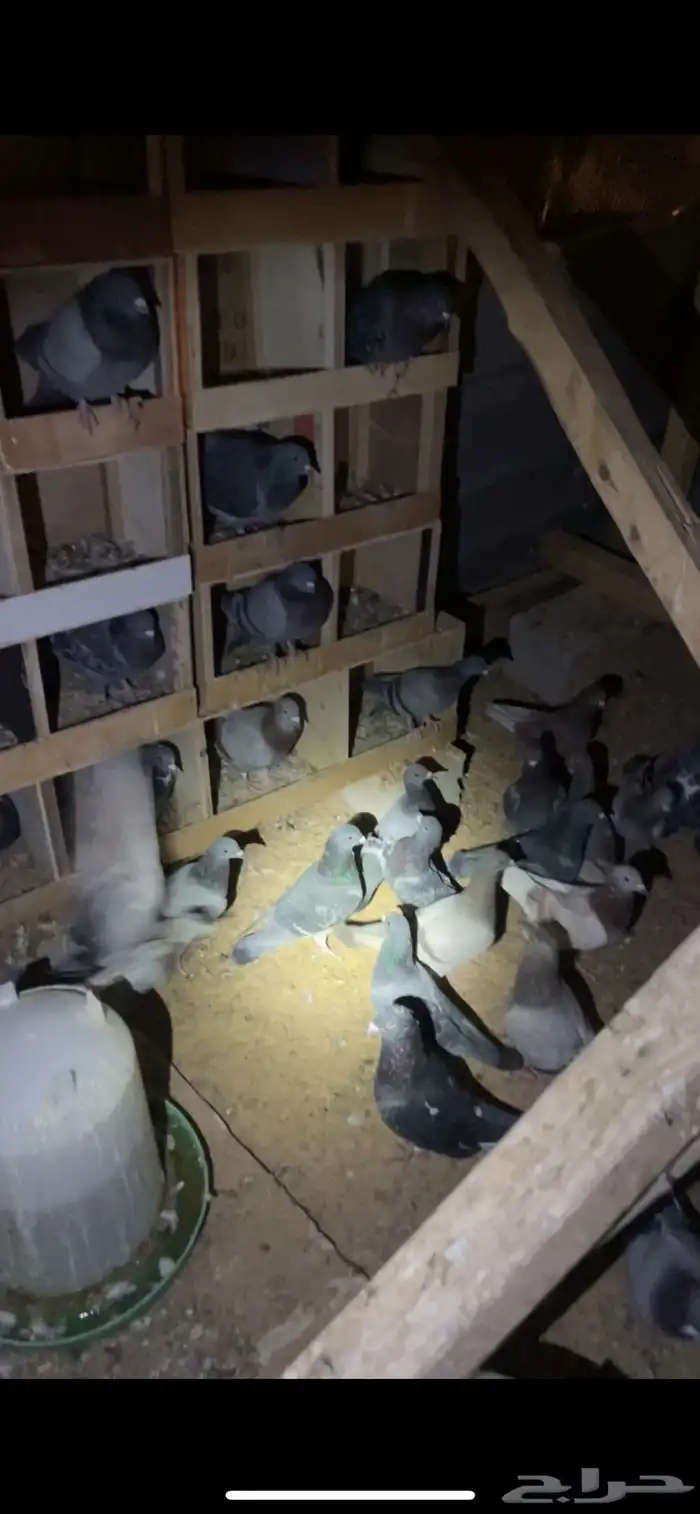 حمام فرنسي وزاجل وهندي 6